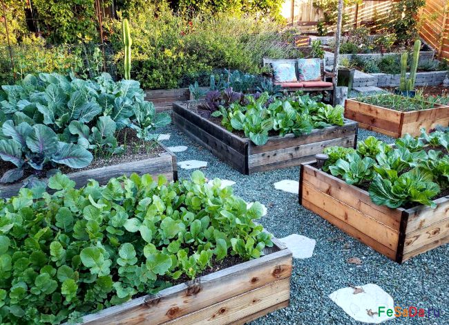 FeSaDaRu's tweet image. Высокие и традиционные #грядки: плюсы и минусы {#ФЕрмер #САдовод #ДАчник} fesada.ru/zemledelie/org…