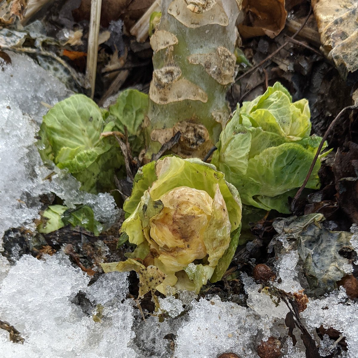 troydcarson's tweet image. 064
#brusselsprouts #survivedminus20 #underthesnow