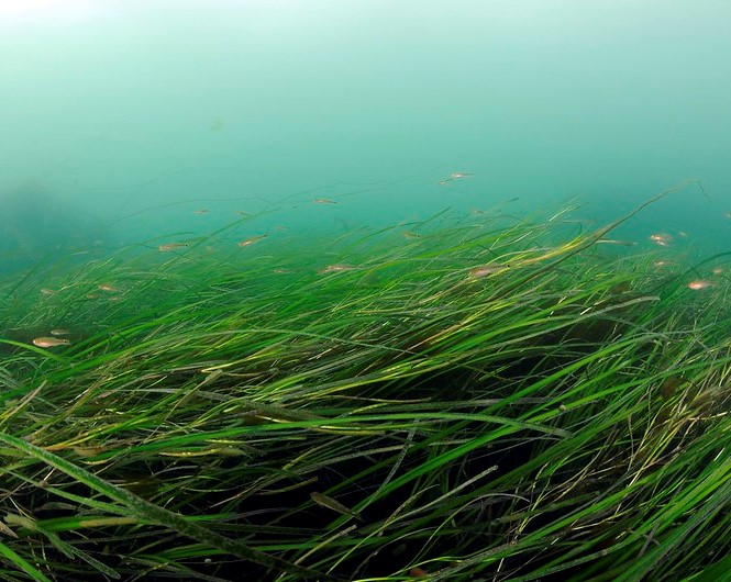 We worked together with <a href="/osparcomm/">OSPAR</a>  &amp; <a href="/havochvatten/">HaV</a>  to produce an English translation of the Swedish #seagrass restoration handbook - a detailed guide to #eelgrass restoration addressing all important steps in the restoration process. #NatureScot #YCW2021
ow.ly/St1M50E1d5H