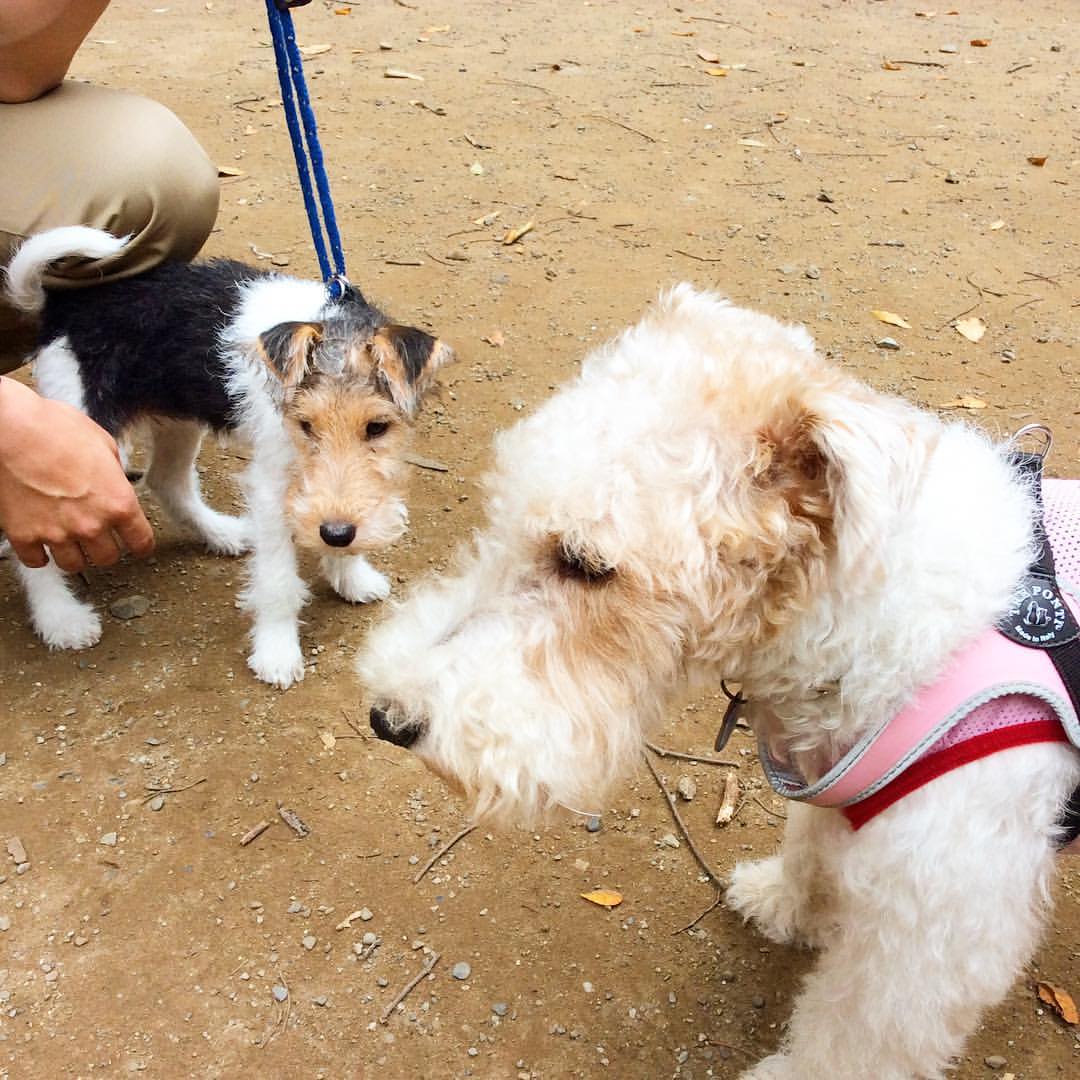うちの子はなんでよその子みたいに
○○できないんだろうって
失望するのはよしなさい。

犬にも個体差があるの。

それがあなたの愛犬の個性なのよ...☺️

〜　マザー・タンタン　〜