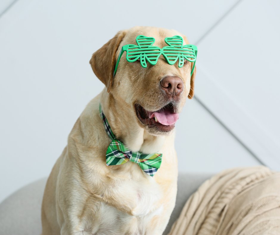 SmartKinnett's tweet photo. ☘️ A lot of what we ascribe to luck is not luck at all. It’s seeing what other people don’t see. And pursuing that vision. (Howard Schultz, former Starbucks CEO) Happy St. Patrick’s Day to all the lucky people I know! #stpatricksday2021 #kcmarketing #kcsmallbiz #kansascity https://t.co/04BI6PLw7J