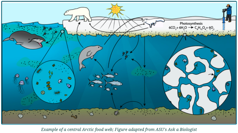 CiresCEEE's tweet photo. Teachers, join us this summer for a FREE @MOSAiCArctic inspired workshop focused on a new @mbi_team unit where students trace the flow of carbon through the Arctic food web to predict future changes. 

Register: https://t.co/3kpn86wLdC https://t.co/rlrMG4yfbe