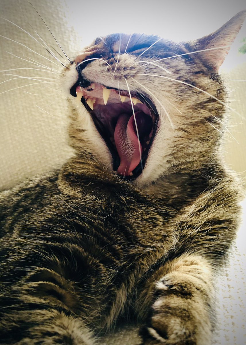 rickygervais's tweet image. Doing absolutely fuck all must be tiring.