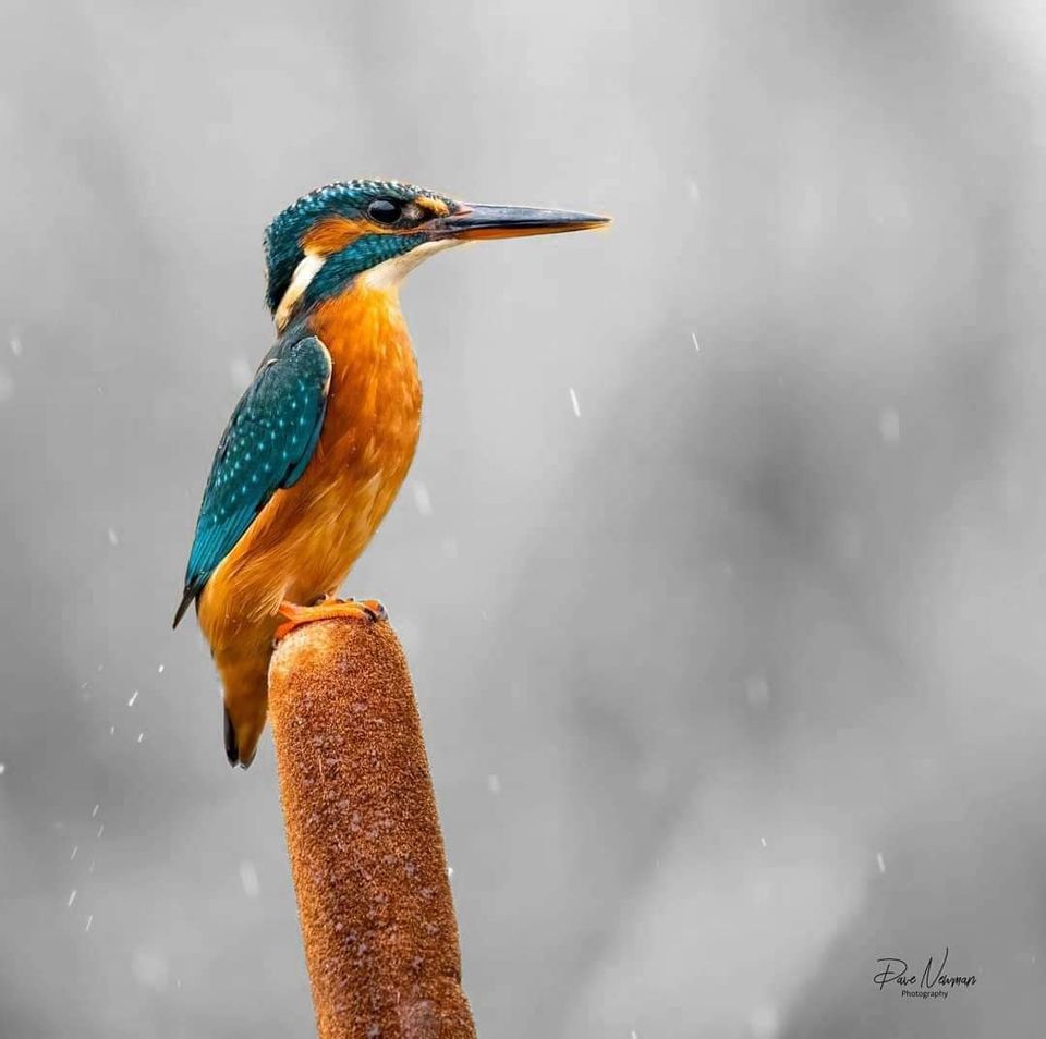 DaveSpherical's tweet photo. All my images are available for print also able to ship anywhere #UK #USA #worldwide please drop me a DM #wildlifephotography #bird #NaturePhotography #nature #birdphotography #sales #America #england #UnitedStates  #photography #gifts #paypal #lincolnshire #LincsConnect 🇬🇧📸👍🙏 https://t.co/oq2rqR7bjg