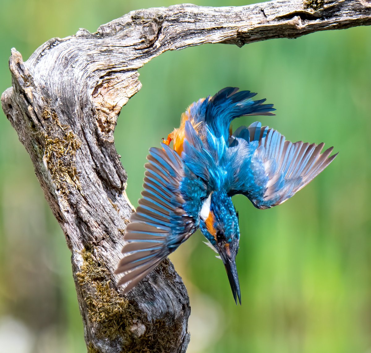 DaveSpherical's tweet photo. All my images are available for print also able to ship anywhere #UK #USA #worldwide please drop me a DM #wildlifephotography #bird #NaturePhotography #nature #birdphotography #sales #America #england #UnitedStates  #photography #gifts #paypal #lincolnshire #LincsConnect 🇬🇧📸👍🙏 https://t.co/oq2rqR7bjg