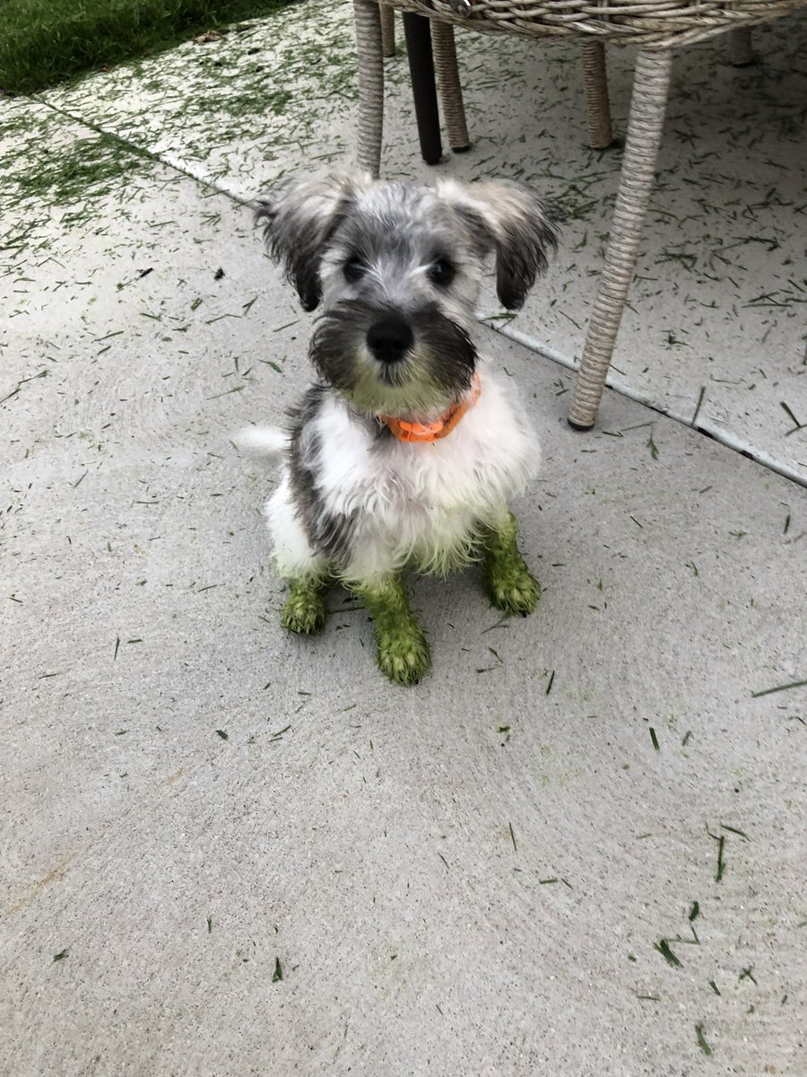 3 Pack - Otto, Kira & Gunther tweet media