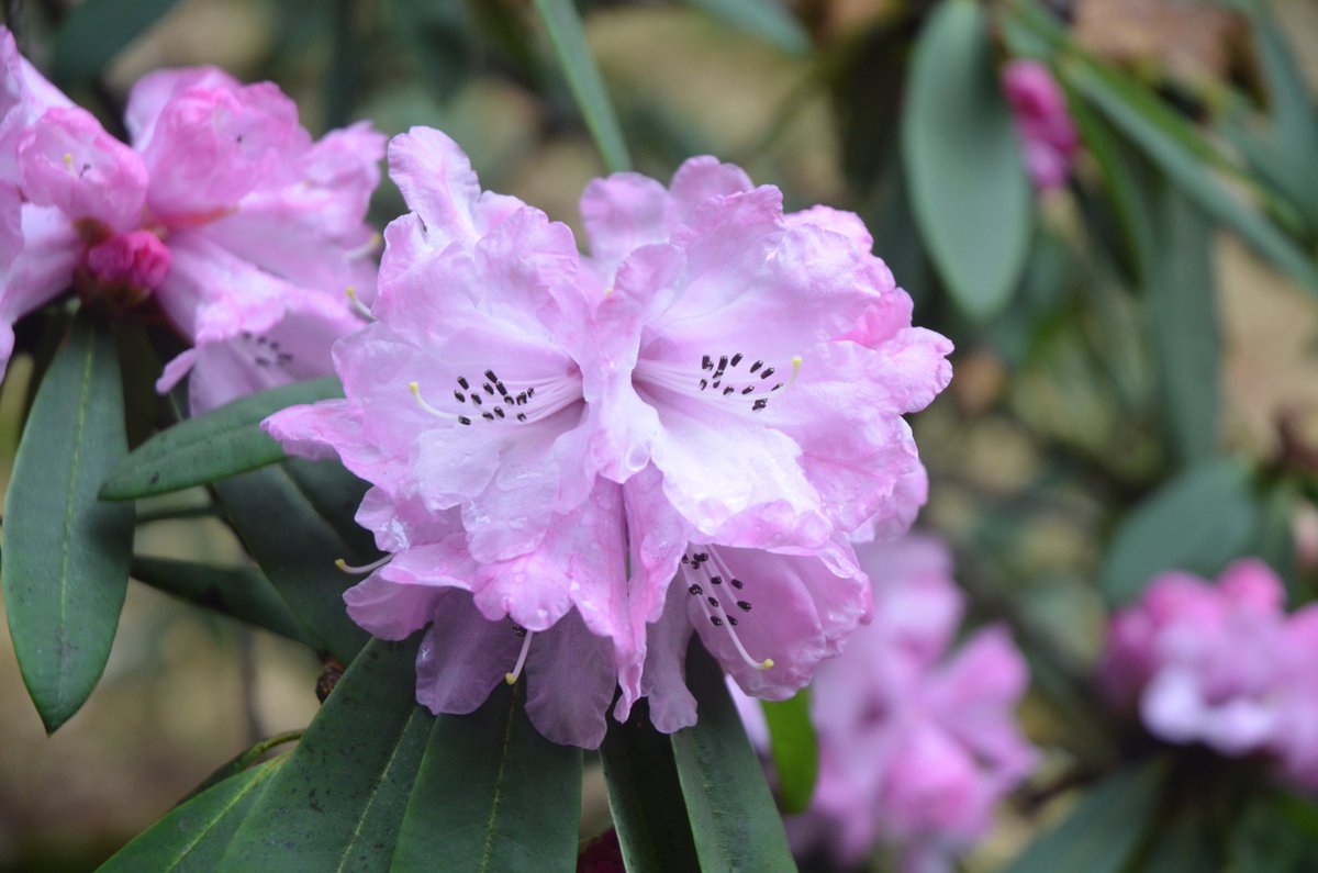 Glorious Rhododendron anthosphaerum, a fine gem collected by Joseph Rock, July 1949.
Sharing our spring treasures with you.