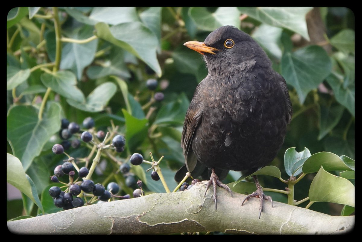 Tuurtrecht's tweet photo. Dagelijks komen vogels nog snoepen van de bessen van de klimop. Houtduif, Turkse tortel, en zo ook deze merel. #stadsnatuur #houten https://t.co/poyQuEc4jJ