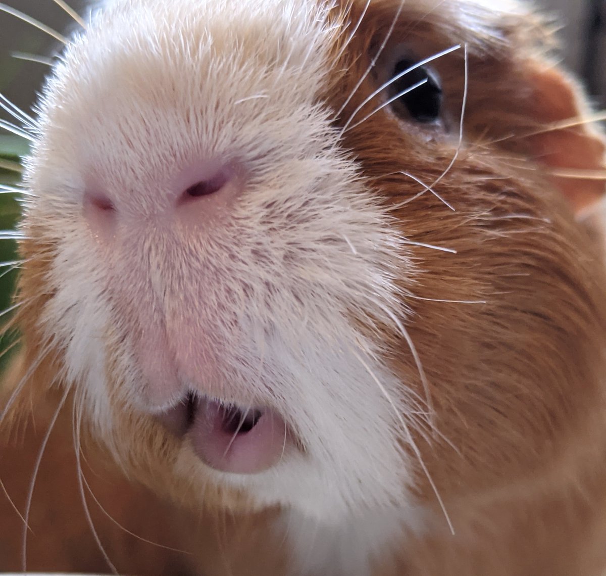 CoolCavy's tweet photo. @DailyGuineaLips https://t.co/zPNOlNS18k