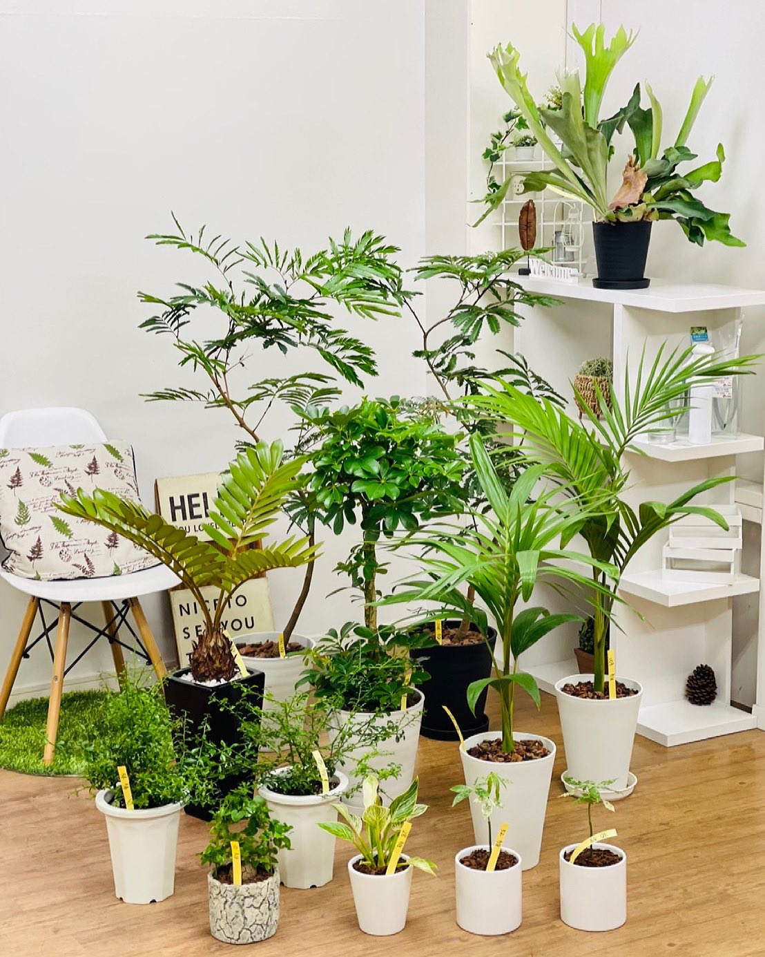 観葉植物のお店 E Ran 3月8日入荷の植物達です ໒ エバーフレッシュ 三つ編み カポック フィンガーライム ユスラヤシ ユスラヤシモドキ ヒロハザミア ビカクシダ ネザーランド 亀甲竜 フィロデンドロン バーキン ミルキーウェイ 観葉植物 専門店e 観葉植物のお店 E Ran 3月8日入荷の植物達です ໒ エバーフレッシュ 三つ編み カポック フィンガーライム ユスラヤシ ユスラヤシモドキ ヒロハザミア ビカクシダ ネザーランド 亀甲竜 フィロデンドロン バーキン ミルキーウェイ 観葉植物 専門店e