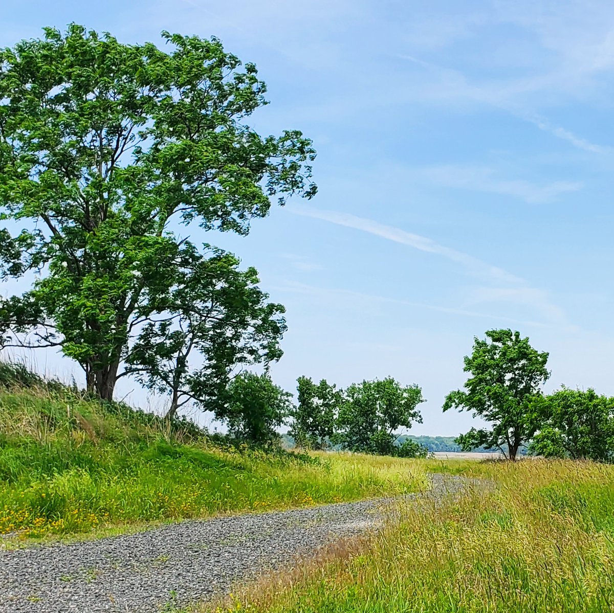 freshkillspark's tweet photo. Happy #StPatricksDay from Freshkills Park. As our green spaces transition into Spring, this is the best time to explore the Greenest Borough, Staten Island! Tap the link to learn more #boroughofparks #greenestborough
https://t.co/FRb6CBHB0y https://t.co/CxHVd89Eb2