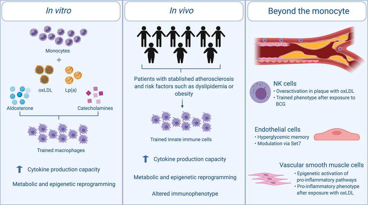 s_phommisai's tweet photo. The #immunesystem🧫 plays a huge role in atherosclerosis and its progression to #CVD 🫀

Immune cells develop 'trained immunity', where they contribute to a pro-inflammatory state🔥 within vessels and plays a huge role in mediating the disease #biom4180 

https://t.co/eKs4jPWOyc https://t.co/UJFWem4K5m