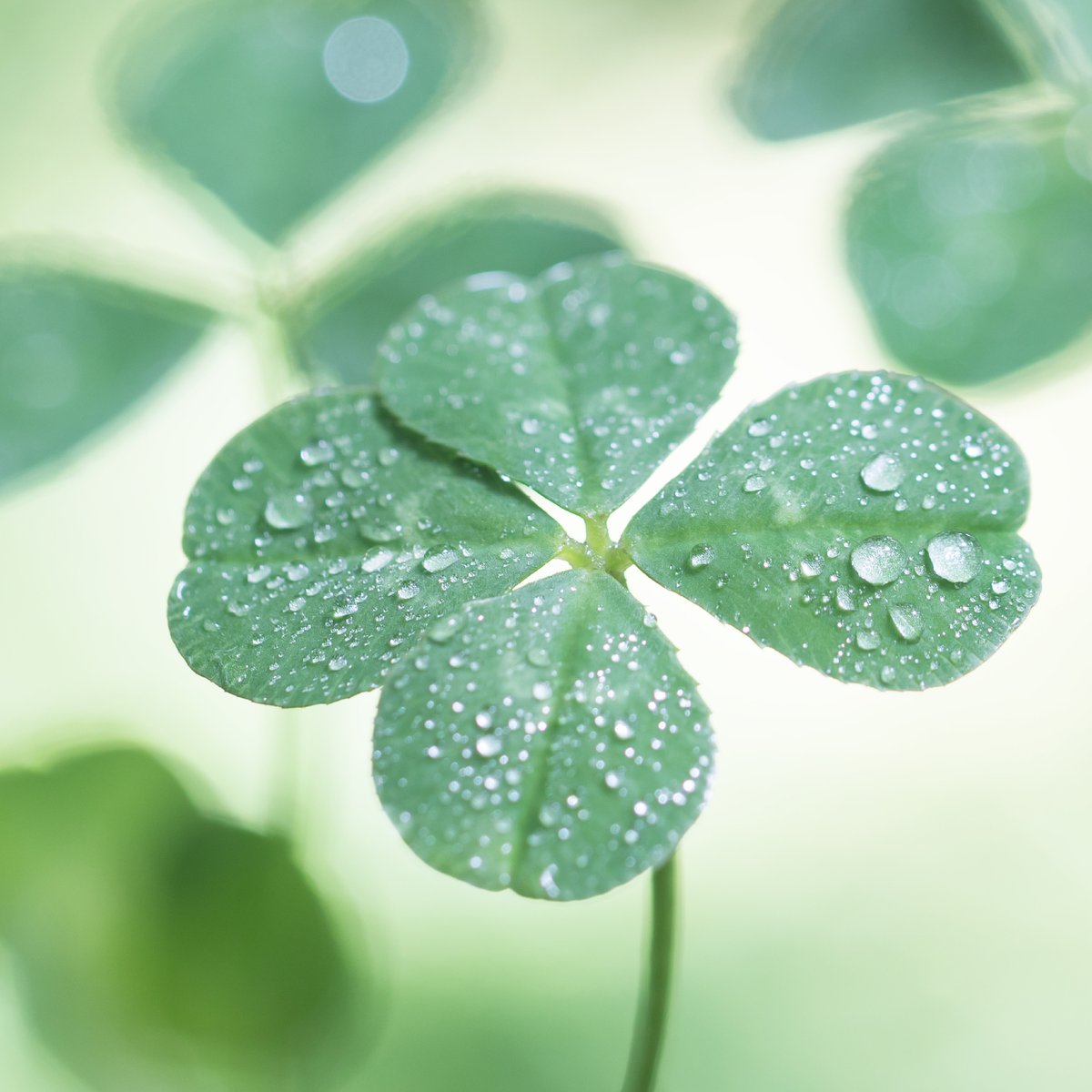Who said you need a four-leaf clover to feel lucky? Take a moment today to be present, mindful and grateful for the things you’re fortunate to call your own. No matter how small. What’s got you feeling lucky today? 
#HappyStPatricksDay