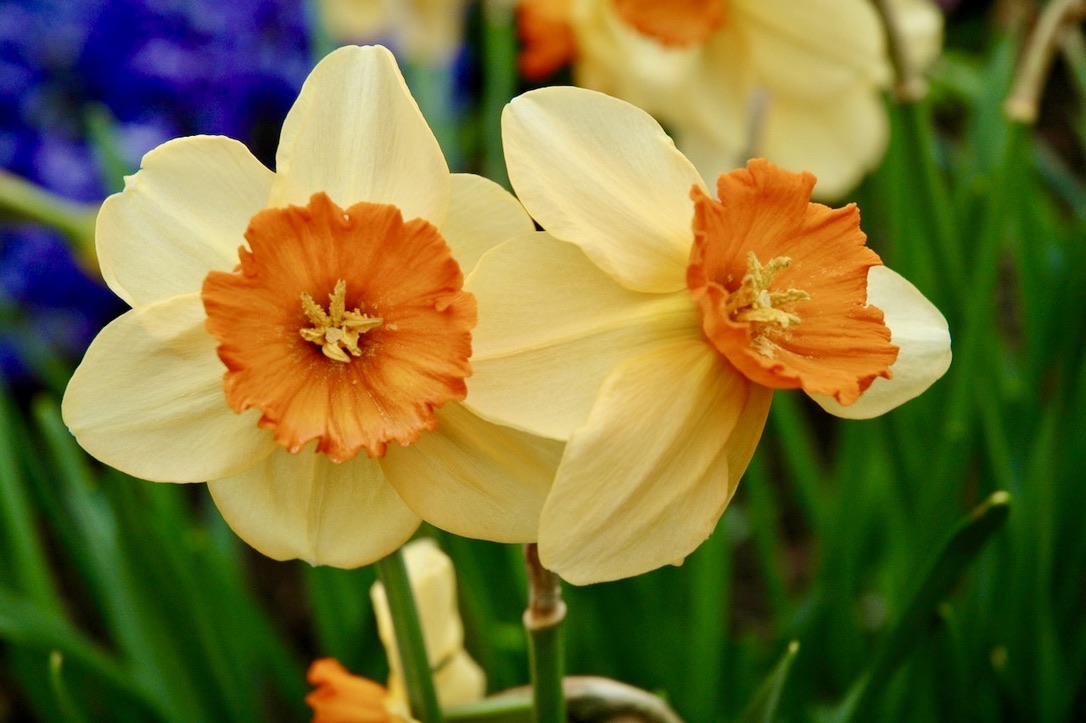 Today's Daffodil is Narcissus 'Ambergate' which is a Large Cup type with amber to pale orange petals and a orange-red cup. 
#Narcissus #Bulbs #gardening #Flowers