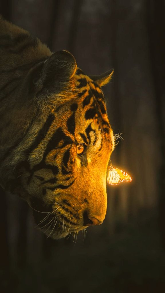 Irmagine's tweet photo. Butterflies can't see their own beauty, but humans do. Always choose to see and embody the best in yourself and you'll start naturally seeing and calling forth the best in others too. 
#wednesdaythought #SeeWithYourHeart
📸Pinterest https://t.co/UT3Y4X7gDS