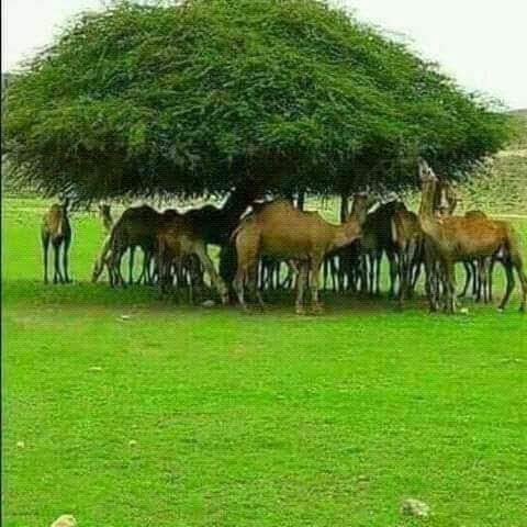 قيلتوا عافية يااهلنا  
اسعد الله مساء كل سوداني وسودانية   لما ينادوه يازول ارفع رأسه عال ويقول حبابك عشرة بلا كشرة  
وحباكم انتو مية بلا المنسية