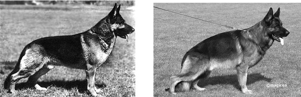 Time4Dog's tweet image. Riflessioni, quando la ricerca della bellezza sfavorisce la funzionalità
bit.ly/3lqAlQz