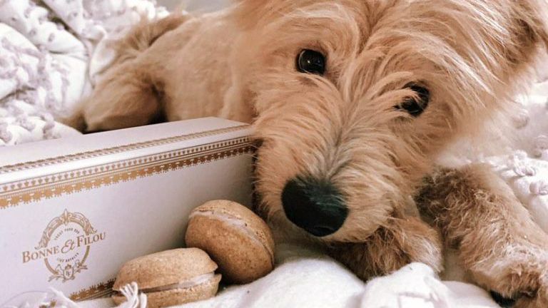 puccicafe's tweet photo. Treat your dog like Royalty! These luxury artisan treats are made from the finest all-natural ingredients for your royal pup. Strawberry Dog Macarons at https://t.co/PD4h4Iwx5b
#puccicafe #dogs #treats #macons https://t.co/ImBmQ9zOQL