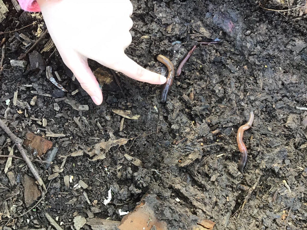 CooksterDebbie's tweet photo. The children found lots of creatures, eggs and fungi today @RowParkAcademy #forestschool #naturedetectives https://t.co/woOwCZxG1P