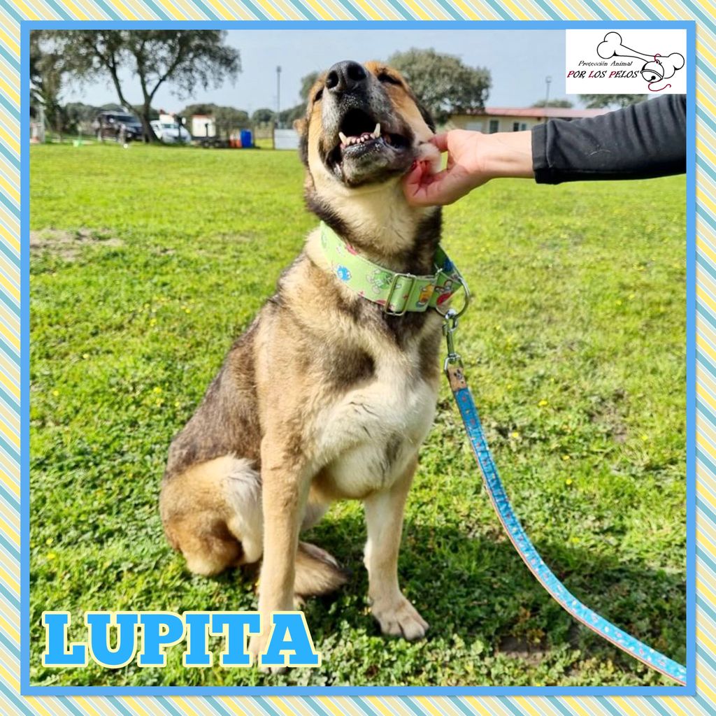 PerreraToledo's tweet photo. •LUPITA• X #PastorAleman y #checoslovaco 6,5añitos. Abandonada por su propio dueño en un pueblo de Toledo,nunca pasó a recogerla. Espera en la residencia una nueva oportunidad, es muy dulce y agradecida. Rogamos #difusion‼️‼️‼️https://t.co/OXv1Z1VcUb https://t.co/33JZdb5fZt