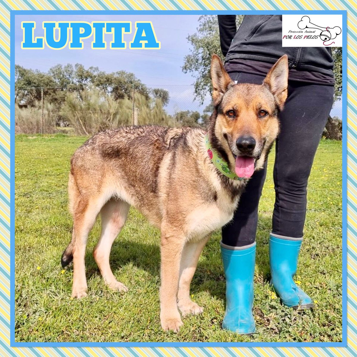 PerreraToledo's tweet photo. •LUPITA• X #PastorAleman y #checoslovaco 6,5añitos. Abandonada por su propio dueño en un pueblo de Toledo,nunca pasó a recogerla. Espera en la residencia una nueva oportunidad, es muy dulce y agradecida. Rogamos #difusion‼️‼️‼️https://t.co/OXv1Z1VcUb https://t.co/33JZdb5fZt