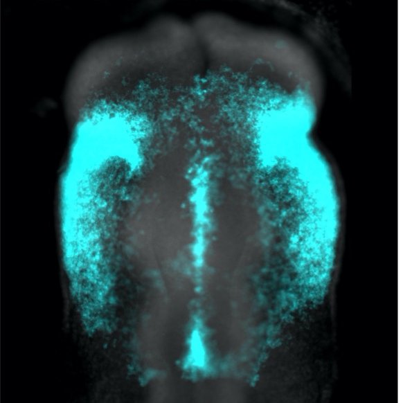 the Node (@the_node) on Twitter photo New on the Node: Reshaping morphogen gradients, 1 miRNA at a time
<a href="/Jackie_Cope24/">Jackie Copeland</a> & Marcos Simoes-Costa (<a href="/Cornell/">Cornell University</a>) on how small RNAs collectively tune FGF signalling to promote chick neural crest specification
#BehindThePaper #DevBio
thenode.biologists.com/reshaping-morp… New on the Node: Reshaping morphogen gradients, 1 miRNA at a time
<a href="/Jackie_Cope24/">Jackie Copeland</a> & Marcos Simoes-Costa (<a href="/Cornell/">Cornell University</a>) on how small RNAs collectively tune FGF signalling to promote chick neural crest specification
#BehindThePaper #DevBio
thenode.biologists.com/reshaping-morp…
