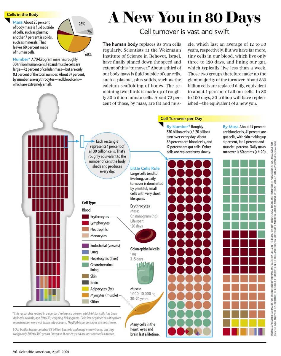 The new you in 80 days: the science and regenerative operations of the human body is something to marvel about scientificamerican.com/article/our-bo… <a href="/sciam/">Scientific American</a> by @ChristiansenJen <a href="/markfischetti/">markfischetti</a>