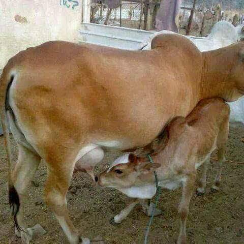 تمتعوا بانعم الله عليكم وارزاقه من الانعام التي زللها اليكم فمنها ركوبكم ومنا تأكلون ولكم فيها منافع ومشارب افلا تشكرون