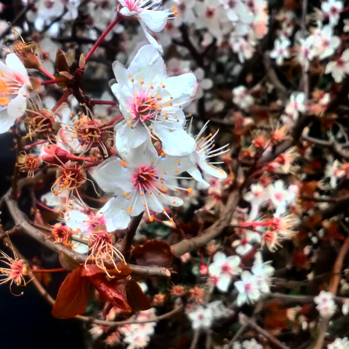 Happy Wednesday to you all 

... and Happy St Patrick's Day!!

☘️ ☘️ ☘️ ☘️ ☘️ ☘️ ☘️

#aroundlondon #london #stpatricksday #stpatrick #celebrate #smallthingsmakesyouhappy #happywednesday #littlewalk #beatiful #flowers #joy #sun #almostspring #behappy #bestrong #spiritedwines