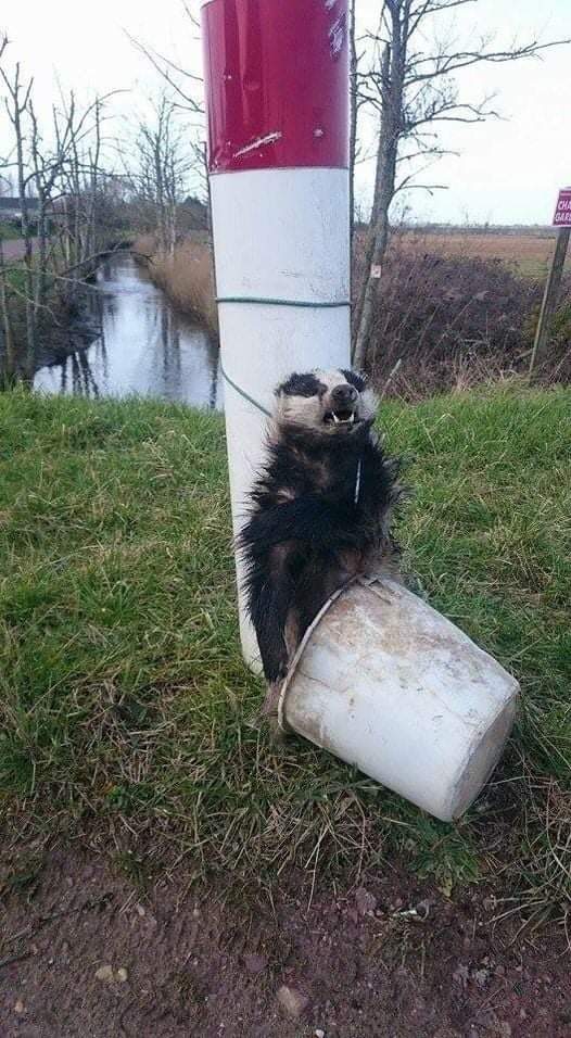 ANTICHASSE's tweet photo. Voilà comment  les #chasseurs traitent les Blaireaux en France ! Cet animal est pourtant protégé dans la majorité des pays européens, mais la France, plus odieuse que jamais, a décidé de le classer nuisible @barbarapompili
#IlsMassacrentNousSavons 
@ANTICHASSE https://t.co/weTxWzs0Qw