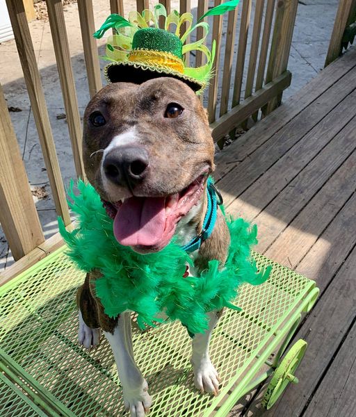 Happy St. Patrick's Day from this little clover River! 🍀💚

aliverescuememphis.org/river

#alivememRIVER #ALIVERescueMemphis #ARM #adoptable #Memphis #Tennessee #DoctorWho