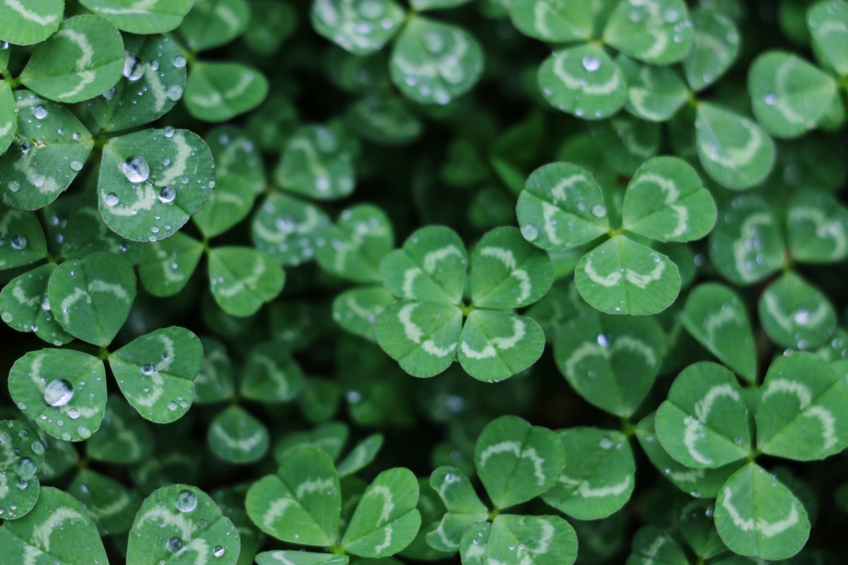 MJMARCHNYC's tweet photo. MJM+A would like to wish everyone a very happy and safe St. Patrick's Day! #wednesdaythought #StPatricksDay #architects https://t.co/uaMJJtcM3J