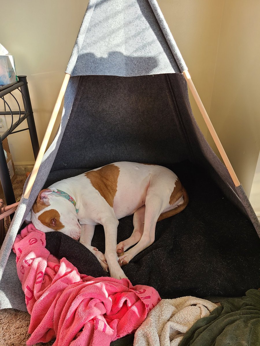 PittyBradly's tweet photo. No matters da time is... is still toos early ta gets outta beds! #SHHH, mommy, I is seeping 🐶💤
#dogsoftwitter #DogsofTwittter #AdoptDontShop #zzz #teepee #sleepingin #pitties #pitbulls #adoptapit #bigbaby #furbaby https://t.co/liCljPbLxn