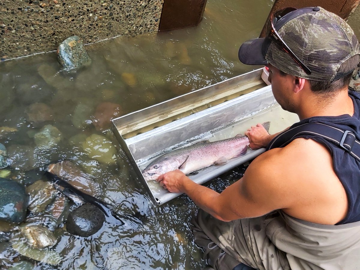 SecwepFisheries's tweet photo. We are hiring a Fisheries Technician. Join our team &amp; make a difference for salmon conservation &amp; recovery!  See  https://t.co/rYnKH3NPjD for details. Closes Apr.1 at noon PDST.

#JobOpportunity #fisheries #careerdevelopment  #ScienceJobs #NowHiring #Kamloops https://t.co/HhkbSSYo3f
