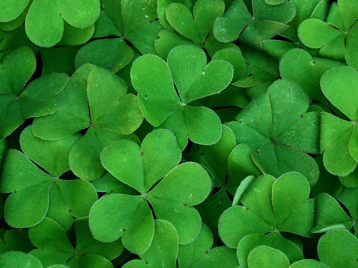 Wishing you the luck of the Irish today... Happy St. Patrick's Day!