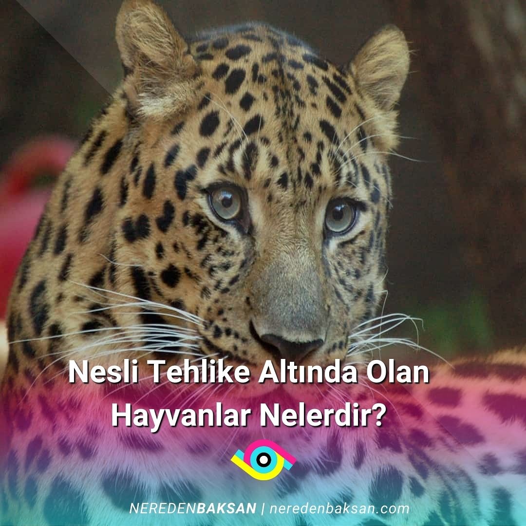 Nesli tehlike altında olan hayvanlar dünya üzerinde yalnızca birkaç adet kalan ya da tür açısından sonu gelenler olarak bir listede tutulur.
neredenbaksan.com/nesli-tehlike-…
#hayvan #canlılardünyası #hayvanlaralemi #NeredenBaksan