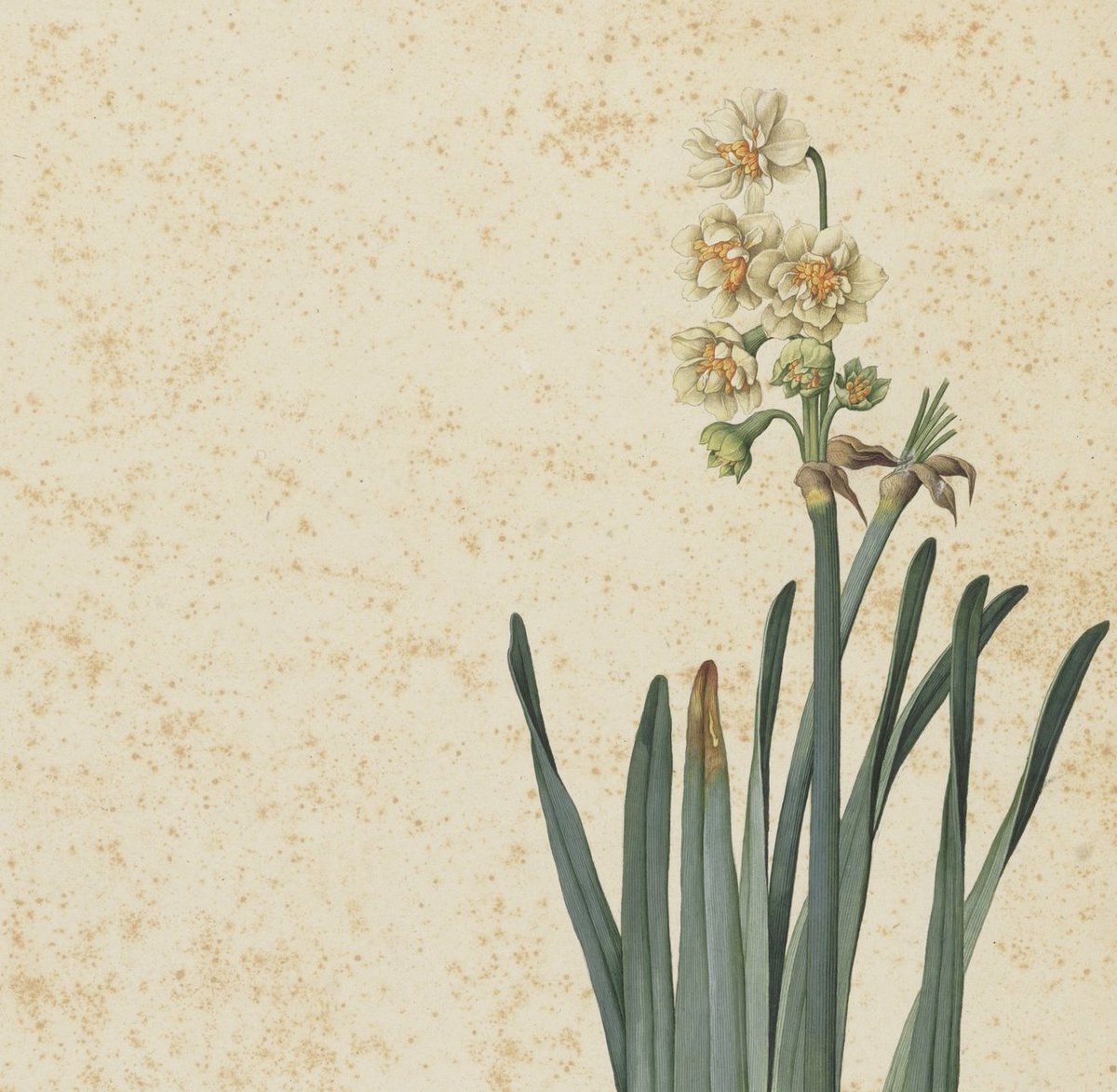 UffiziGalleries's tweet photo. J. #Ligozzi 1577c. for #UffiziHerbarium
“What I can do - I will -
Though it be little as a #Daffodil -
That I cannot - must be
Unknown to possibility / Ciò che posso fare lo farò
Anche se esiguo come una Giunchiglia”
E. #Dickinson 1858 https://t.co/ZuZfLNpRlC