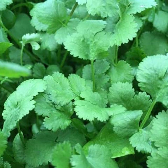 globalgardenscf's tweet photo. CORIANDER:: also called Chinese parsley or cilantro. Related to carrots, parsley and celery – all part of the Umbelliferae family. Heading out to 10 homes this week as part of
#cropshare #cutandcomeagain #wintergreens #eatyourgreens
@foundationwales https://t.co/ZjgVUG3M66