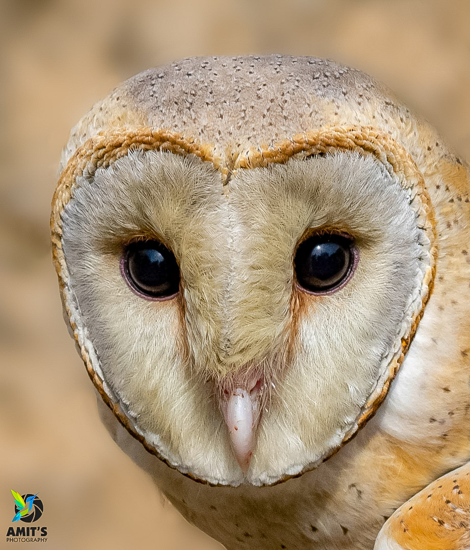 HfrmiraNYjHtAaF's tweet photo. Gold Owl 💛💛💛
Owls are both great thinkers and hunters; they prefer to plan out their strategies instead of using brute force.
They Are A Symbol Of Great Wisdom And Fierce Intelligence.
#leadership
#Quest4Fire https://t.co/pkM188OG1A
