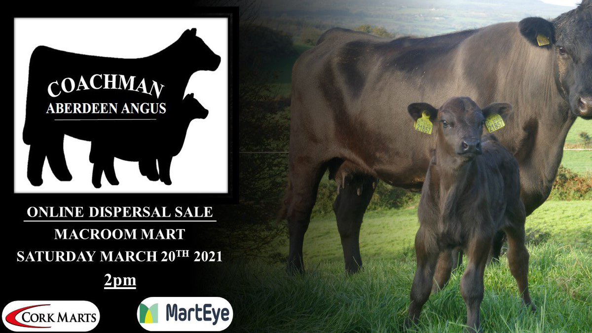 The dispersal sale of the Coachman Aberdeen-Angus Herd for Michael &amp; Darren Lynch, Drimoleague takes place this Saturday, March 20th at Macroom Mart, Macroom, Co Cork via MartEye.
Click below for the catalogue and remember to register with MartEye to bid:
irishaberdeenangus.com/news/coachman-…