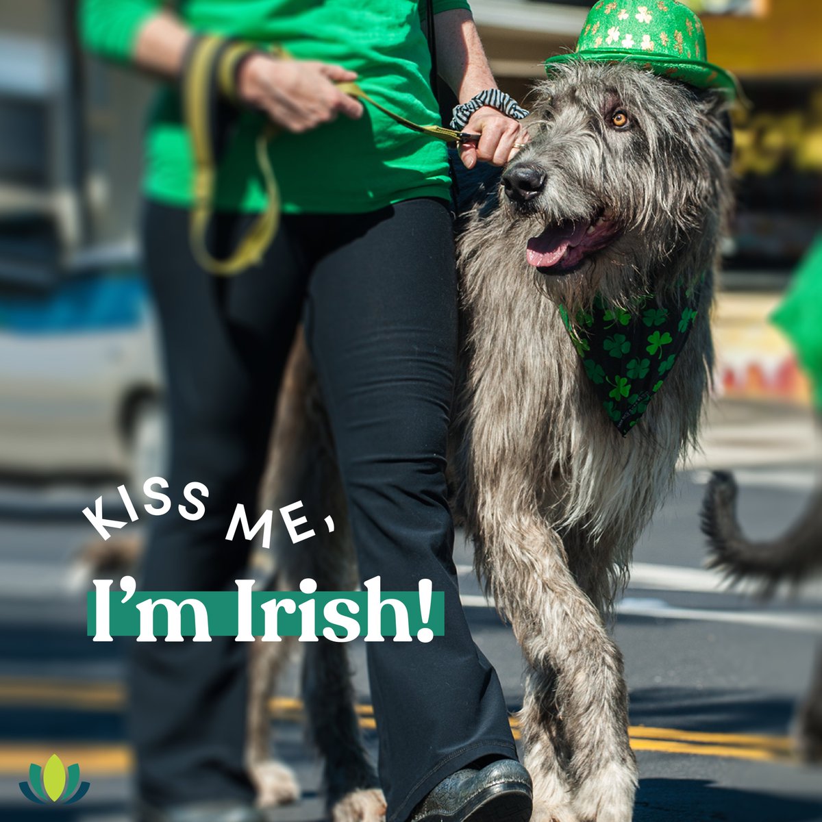 springtime_supp's tweet image. Happy St. Paw-tricks Day from Springtime! ☘️