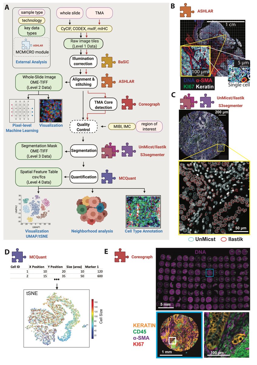 DenisSchapiro's tweet photo. 1/4 -- Excited to share #MCMICRO – A scalable, modular image-processing pipeline for #HighlyMultiplexedImaging.
bioRxiv: https://t.co/uJ2CrAHxXo
Github: https://t.co/3mG3kHXlkq https://t.co/gFLreG3MTL
