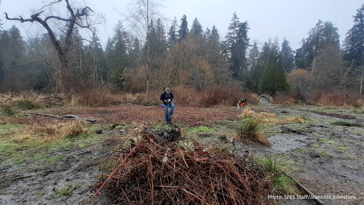 StanleyParkEco's tweet photo. With nesting season beginning, our invasive species removal team is moving underground! This means a shift in focus from removing Himalayan Blackberry, to digging up the leftover root systems that could easily regrow if left behind.
#CanEnvironment #InvasiveSpecies #StanleyPark https://t.co/uOjPeLIl25