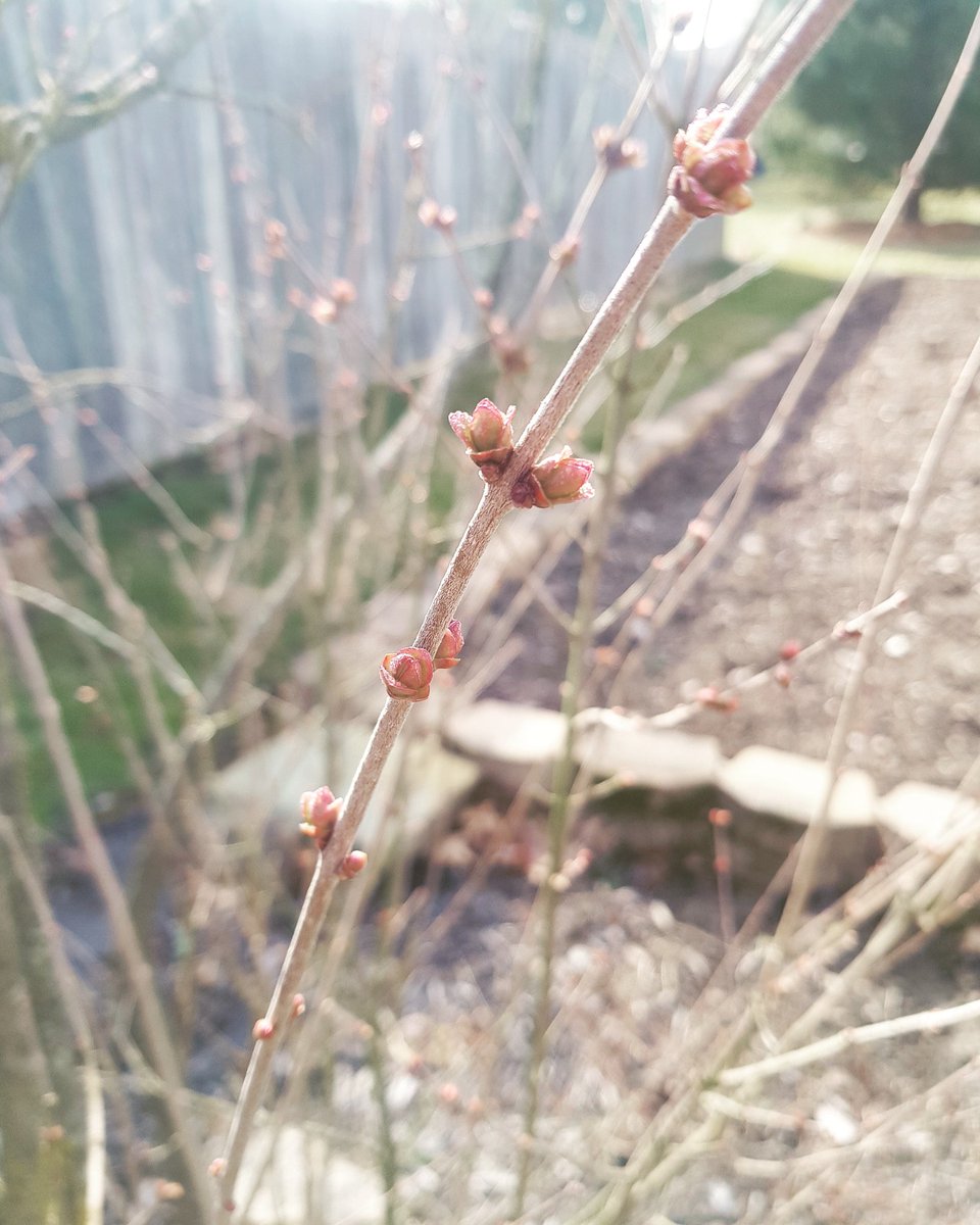 jasonjonphilip's tweet image. Spring is coming