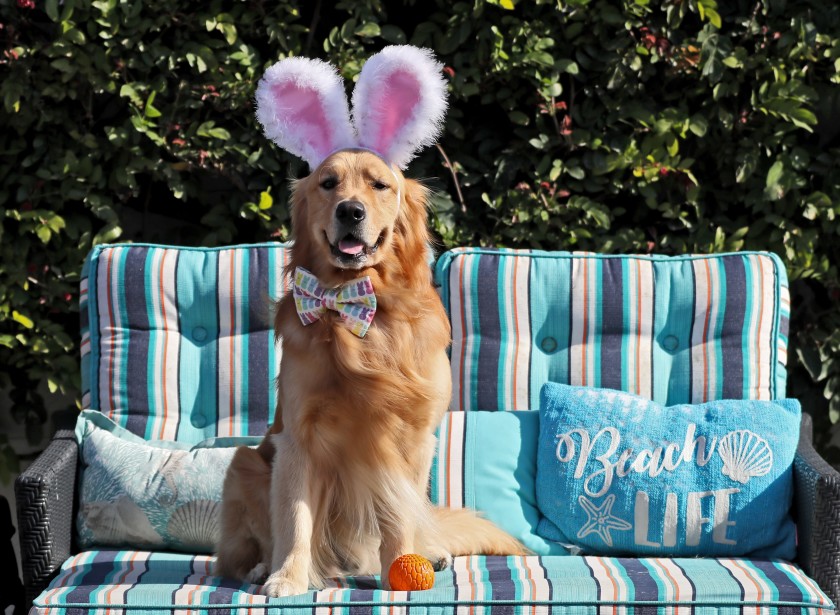 CarolCormaci's tweet photo. Fletcher, a dog for all seasons with the wardrobe to prove it, wants your vote to be this year's Cadbury Bunny https://t.co/mXLK1jDpof #DailyPilot @mjszabo https://t.co/5rV1jTlPMr