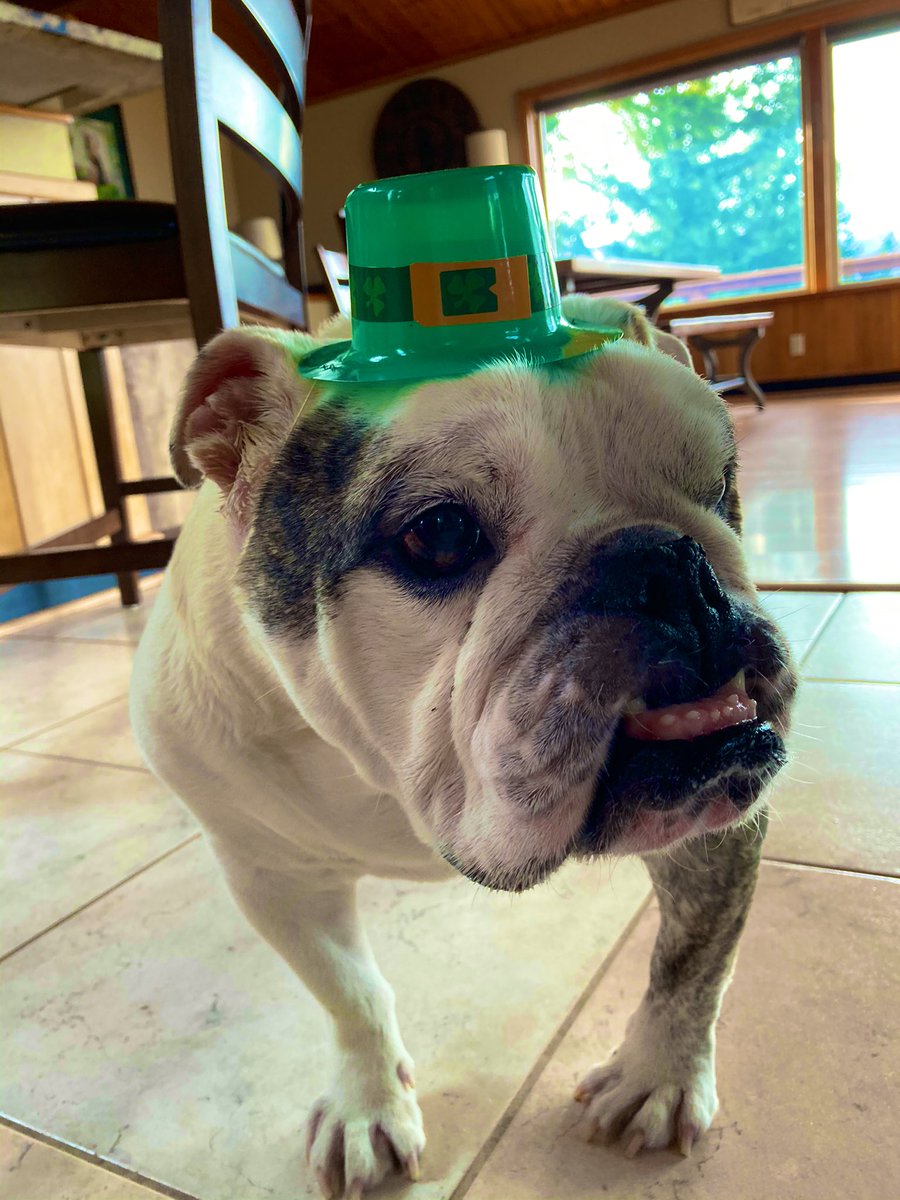 I guess I’m Irish one day of the year. Happy St. Patrick’s Day to ya! (Now take this hat off of me, Moooom!) #bulldog #dogsoftwitter #happyStPatricksDay2021 #happystpattysday #irishbulldogforaday