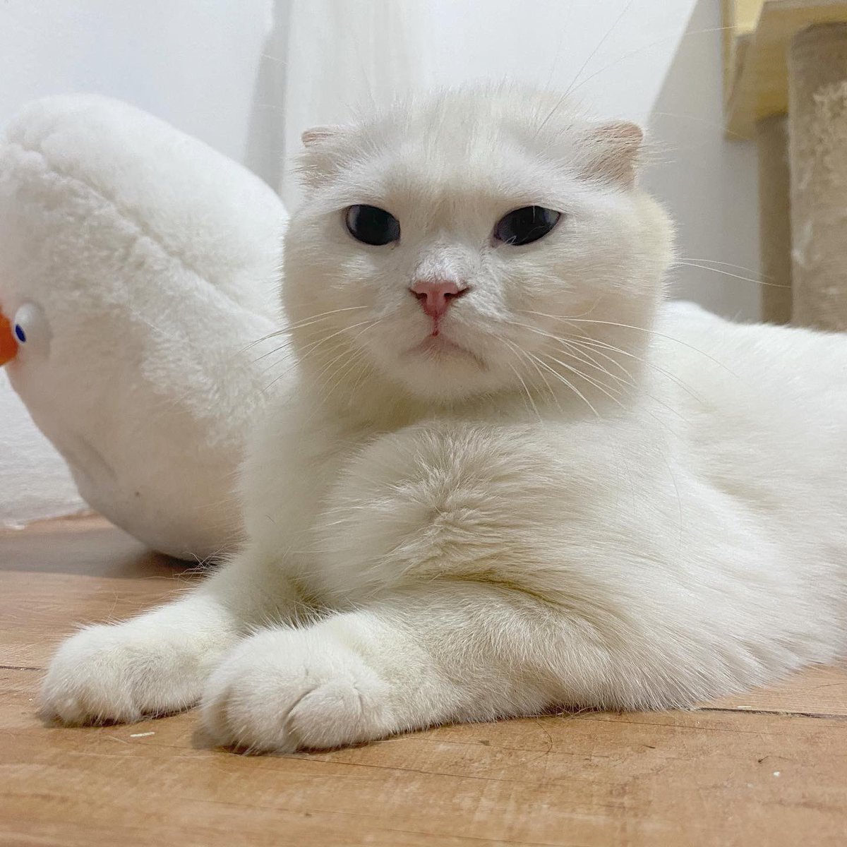 ૮꒰˵• ﻌ •˵꒱ა tweet media