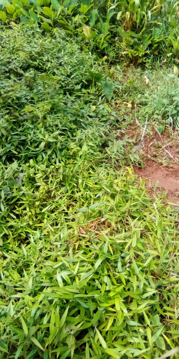 SolutionStanda3's tweet image. Dschang Cameroun.
Terrain à vendre.
Lieu :
Foreke vers le lycée bilingue de nzinminth 
Superficie : 157m2
Prix : 2.500.000fcfa

NB : pas de titre foncier
Ici c'est la solution
Siège social : carrefour Albert Camus dschang
solutionstandardcamerounssc@gmail.com 674349188/697666555/