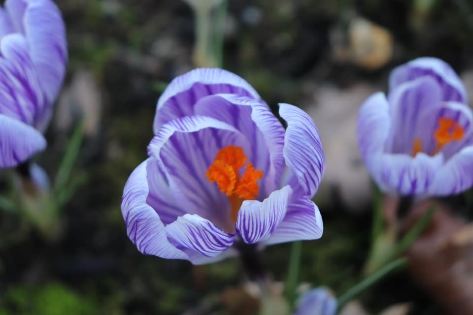 sharpshotsphoto's tweet photo. Alice took this wonderful photo of the flower using her macro (flower) setting on her camera. Check out our Beginner Online Photography Course for Teens if you like taking photos of flowers! Click here for more info: https://t.co/569SbPl2Yl #myhappycapture #kidsphotography https://t.co/2lVJk7uP4X