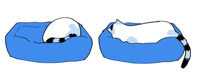 ねこ見るたび体積変わってる気がする 